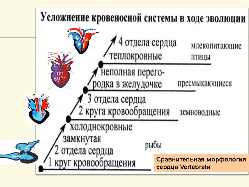 Сравнительная морфология сердца Vertebrata Сравнительная морфология сердца Vertebrata